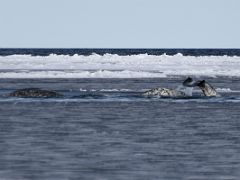 04A Two Narwhal Whales And One Fluke On Day 3 Of Floe Edge Adventure Nunavut Canada